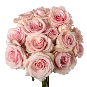 Starblush - Spray Roses, Pink