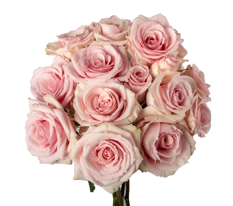 Starblush - Spray Roses, Pink