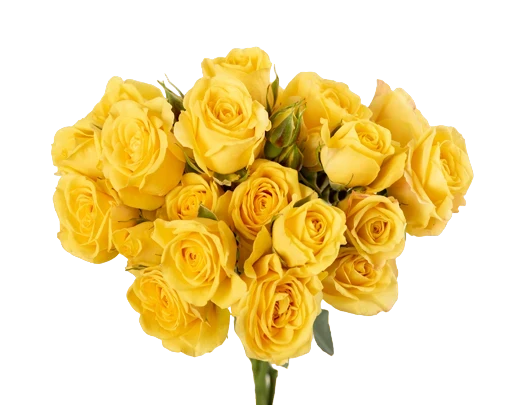 Suncity - Spray Roses, Yellow