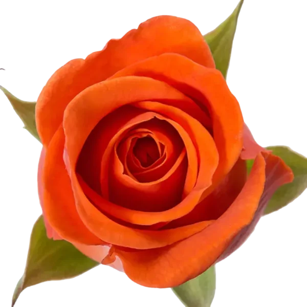 Spritz - Orange Rose.