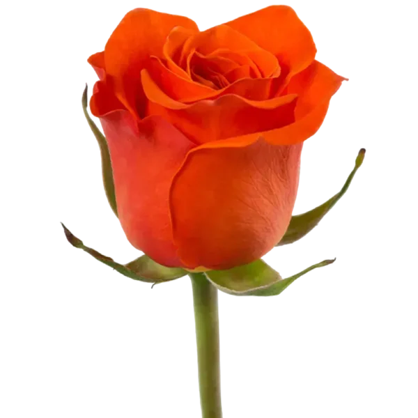 Spritz - Orange Rose,