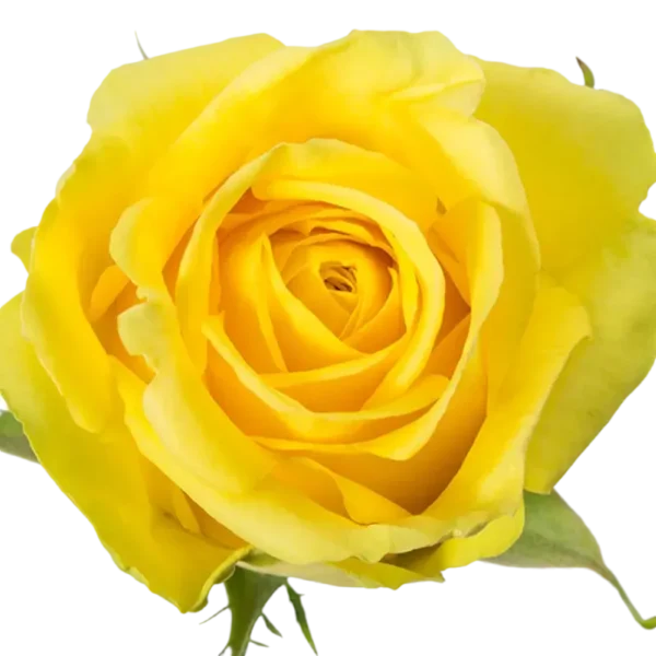 Stardust - Yellow Rose.