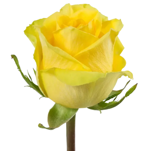 Stardust - Yellow Rose,