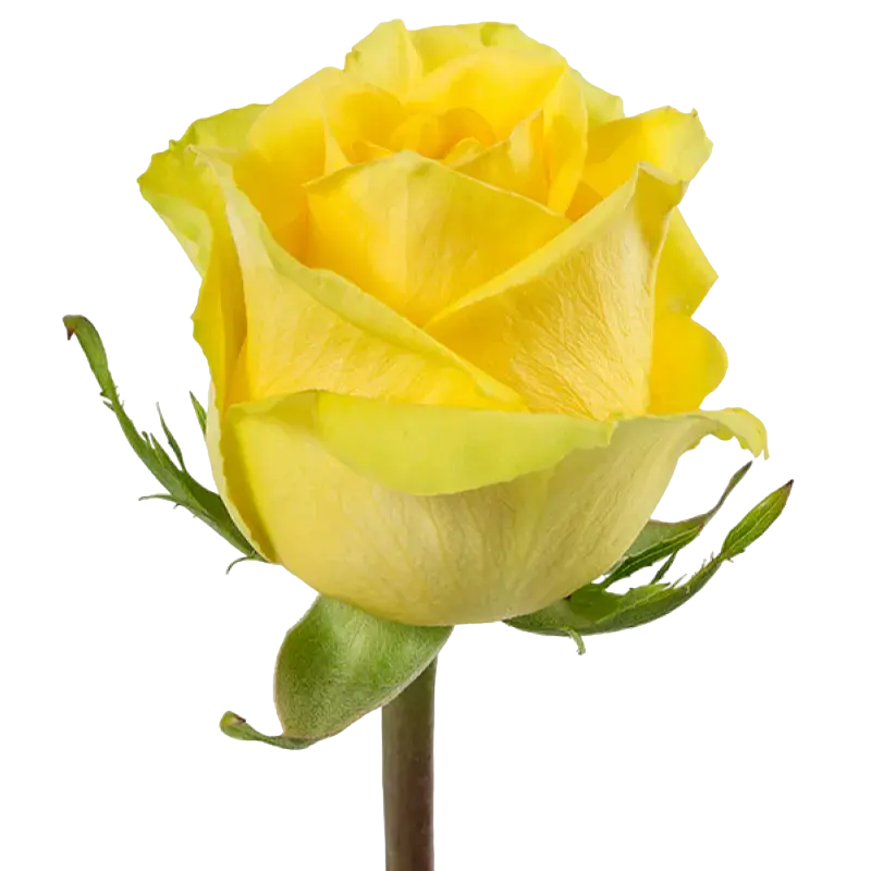 Stardust - Yellow Rose,