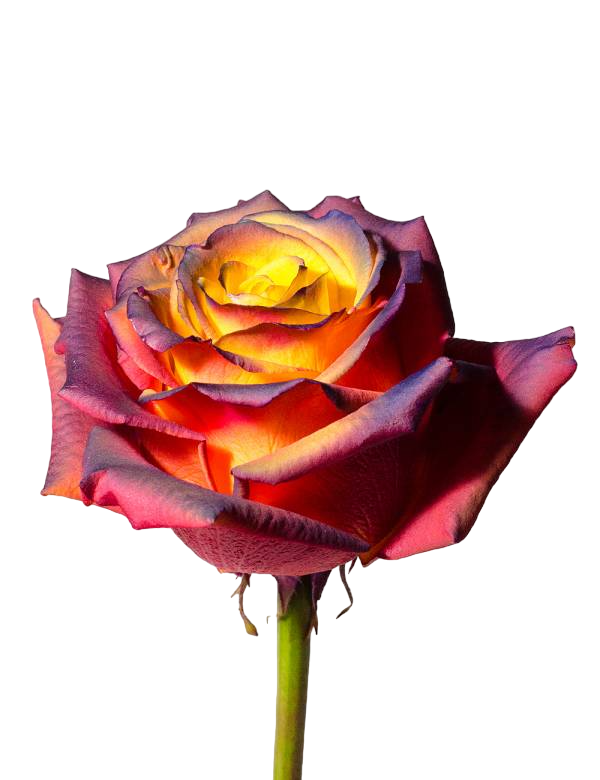 Sunset - Tinted Rose