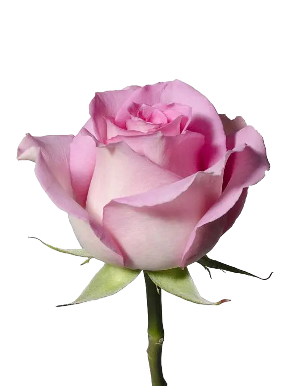 Sweet Unique - Light Pink Rose