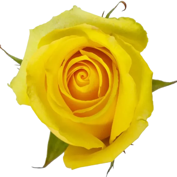 Tara - Yellow Rose.