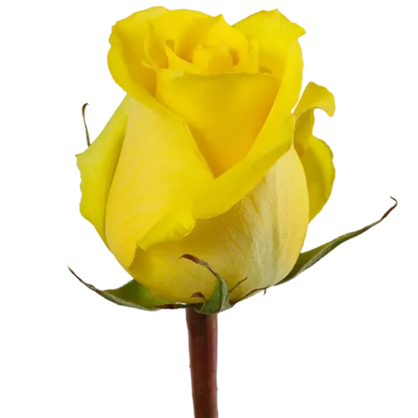 Tara - Yellow Rose,