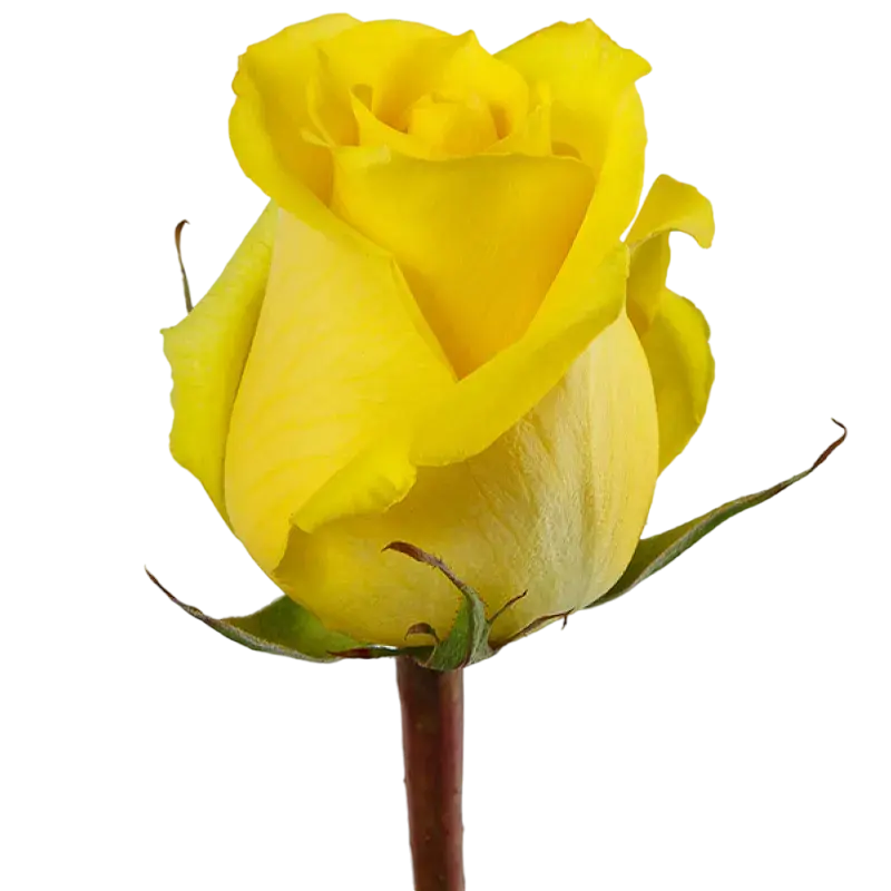 Tara - Yellow Rose,