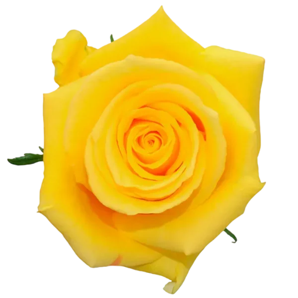 Texas - Yellow Rose.