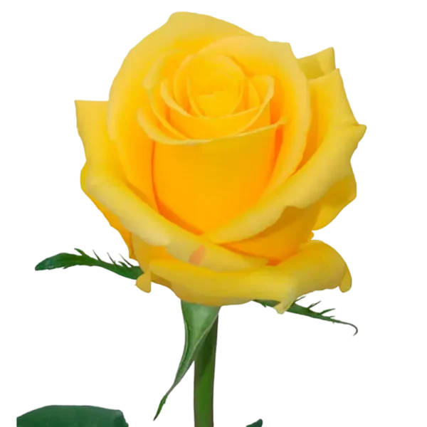 Texas - Yellow Rose,