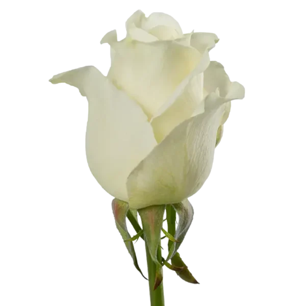 Tibet - White Rose,