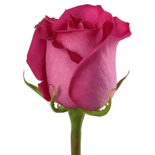 Topaz - Hot Pink Rose.