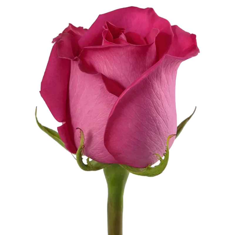 Topaz - Hot Pink Rose.