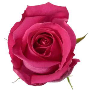 Topaz - Hot Pink Rose.