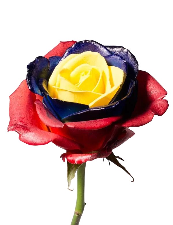 Tricolor - Three Color Rose