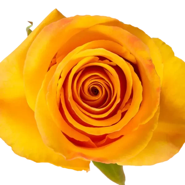 Tycoon - Yellow Rose.