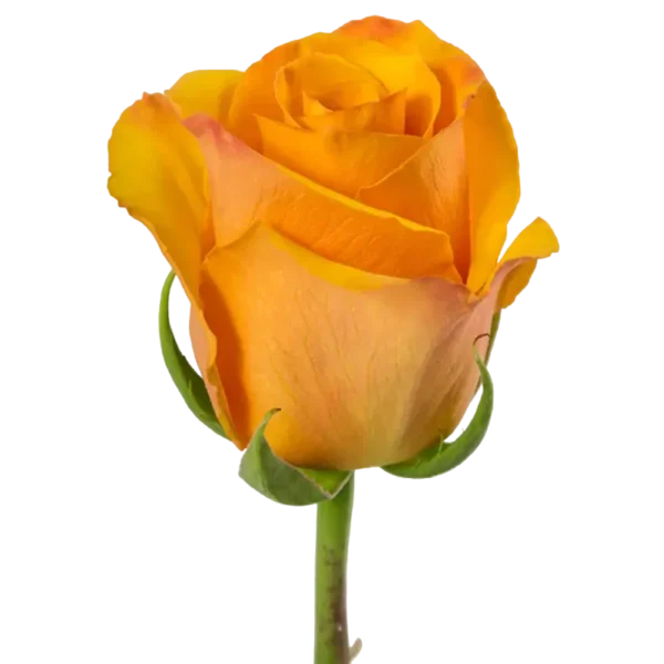 Tycoon - Yellow Rose,