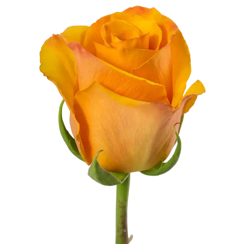 Tycoon - Yellow Rose,