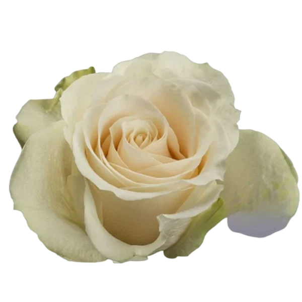 Vendela - Cream Rose