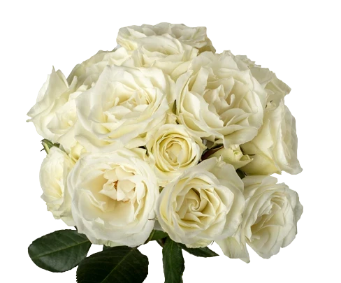 Viviane - Spray Roses, White