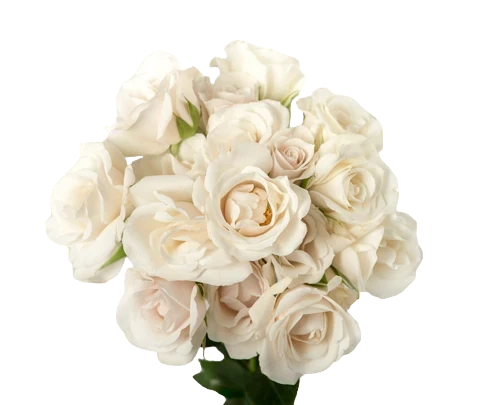 White Majolica - Spray Roses