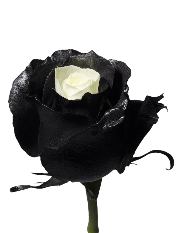 White and Black - Tinted Rose