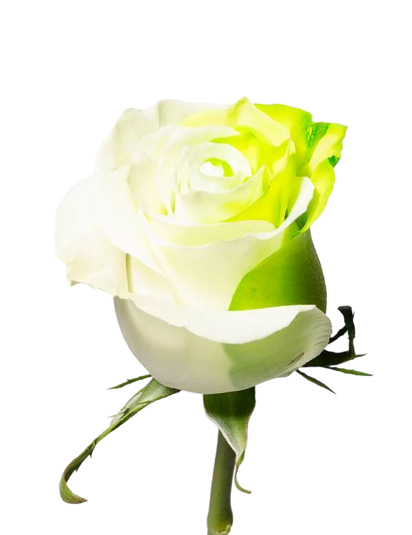 White and Green Lemon - Tinted Rose