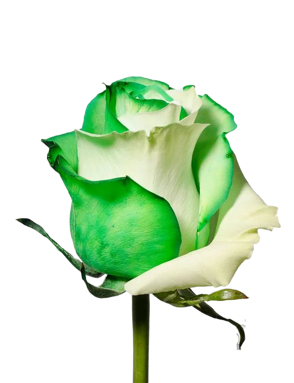 White and Green - Tinted Rose