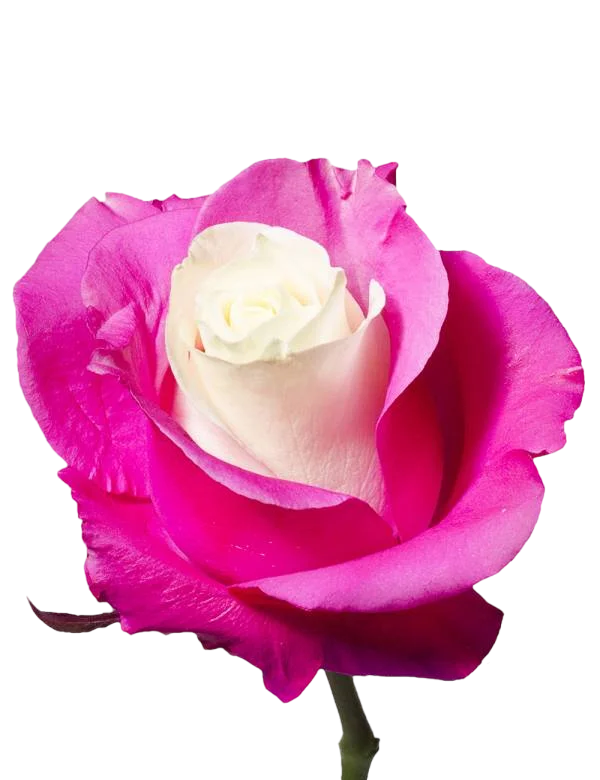 White and Pink - Tinted Rose