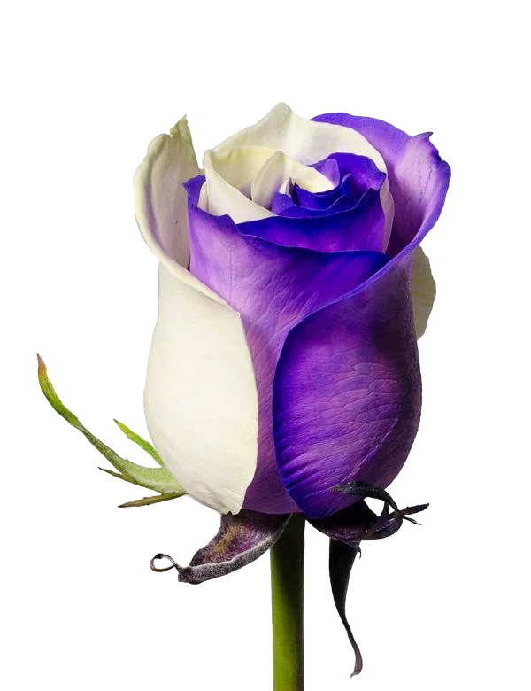 White and Purple - Tinted Rose