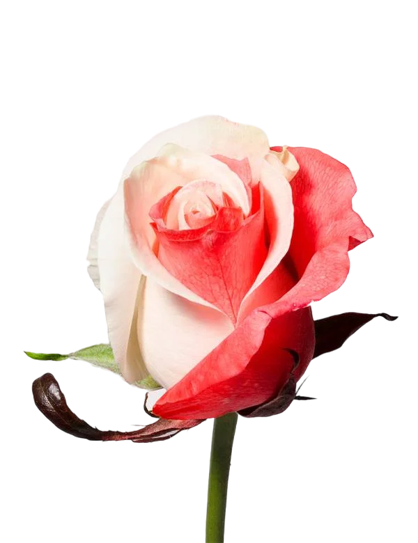 White and Red - Tinted Rose