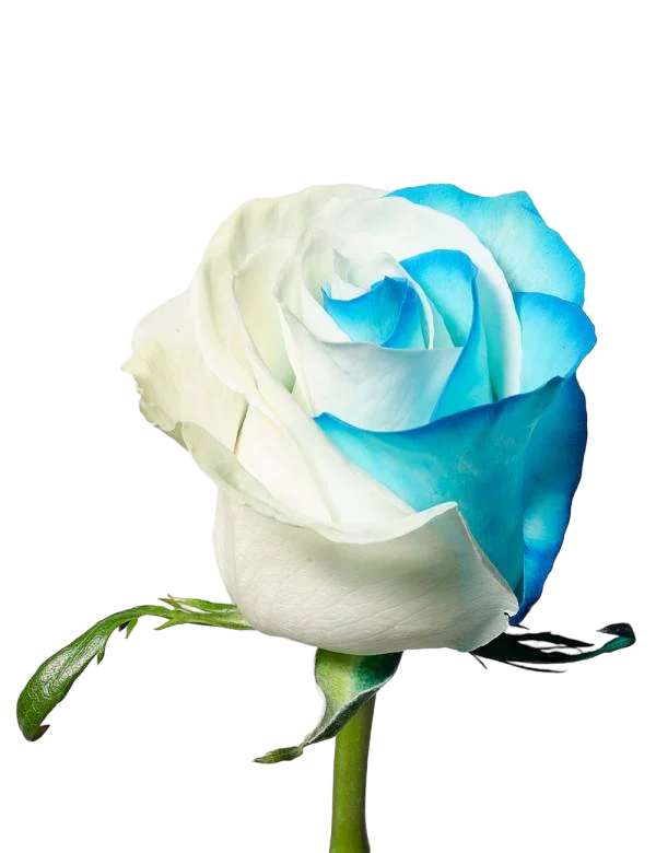 White and Turquoise - Tinted Rose