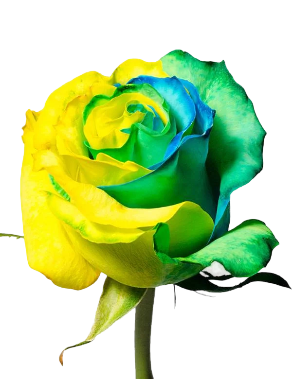 Yellow and Green - Tinted Rose