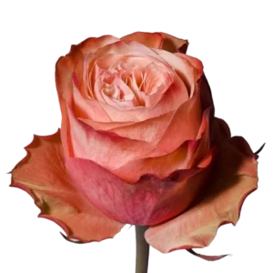 Kahala - Peach Rose